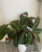Plante calathea, Huis en Inrichting, Kamerplanten, Ophalen of Verzenden