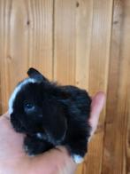 Super tam nederlands dwerg hangoortje met blauwe ogen, Dieren en Toebehoren, Konijnen, Dwerg, Hangoor