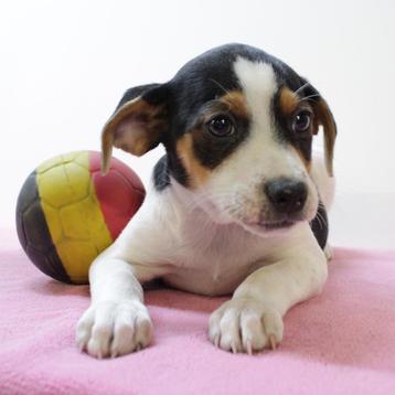 Schattige Belgische Fox-puppy’s te koop (Belgisch) beschikbaar voor biedingen