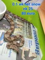 Nk 25 boa's, Dieren en Toebehoren, Reptielen en Amfibieën, Slang, Tam, 0 tot 2 jaar