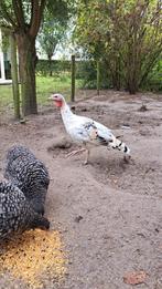 Ronquières kalkoenen, Dieren en Toebehoren, Pluimvee