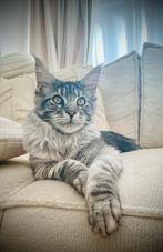 XXL Maine Coon kitten beschikbaar, Dieren en Toebehoren, Poes, Gechipt, 0 tot 2 jaar