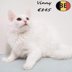 Europese Kort&Langhaar kittens - te koop, Meerdere dieren, 0 tot 2 jaar