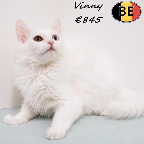 Europese Kort&Langhaar kittens - te koop, Dieren en Toebehoren, Katten en Kittens | Overige Katten, Meerdere dieren, 0 tot 2 jaar