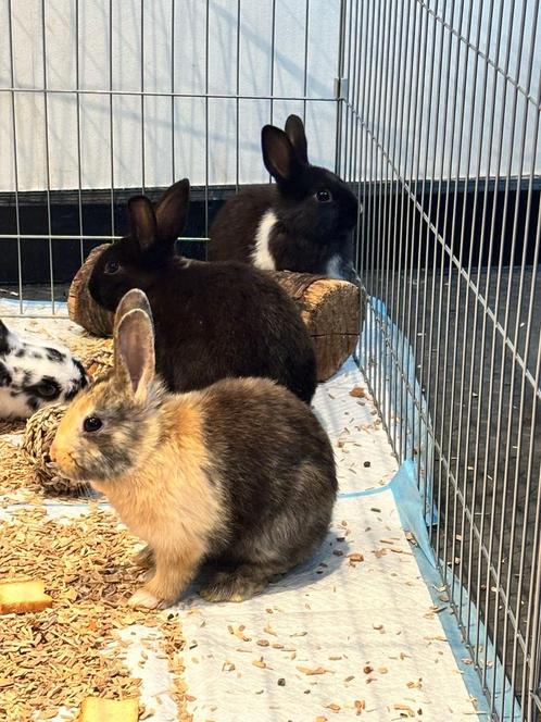 Dwerkonijntjes 9 weken allemaal voedstertjes, Dieren en Toebehoren, Konijnen, Dwerg, Vrouwelijk, 0 tot 2 jaar