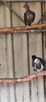 Wongaduiven, Dieren en Toebehoren, Vogels | Overige Vogels