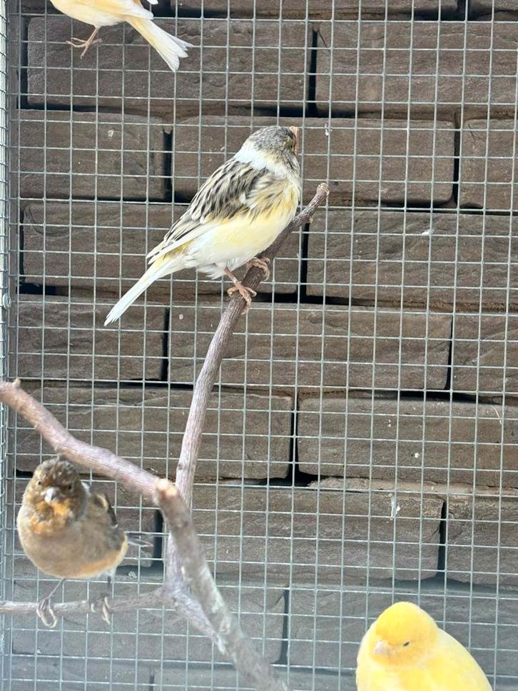 Kanaries te koop totaalpakket, Dieren en Toebehoren, Vogels | Kanaries