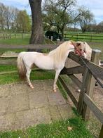 Te koop, NMPRS, BMP, show, dekhengst,minipaard,pony,, Hengst