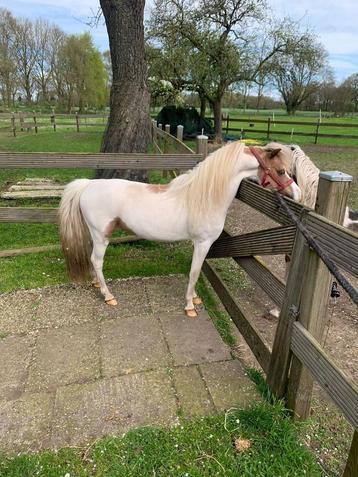 Te koop, NMPRS, BMP, show, dekhengst,minipaard,pony,  beschikbaar voor biedingen