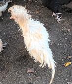 padua haan., Dieren en Toebehoren, Pluimvee, Mannelijk, Kip