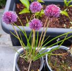 Bieslook, Tuin en Terras, Planten | Tuinplanten, Ophalen, Vaste plant, Halfschaduw, Kruiden