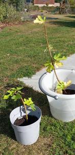 vijg ficus carica brown turkey, Tuin en Terras, Ophalen, Minder dan 100 cm, Volle zon, In pot