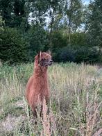 Mannelijke Alpaca, Dieren en Toebehoren, Schapen, Geiten en Varkens, Mannelijk, Schaap, 3 tot 5 jaar