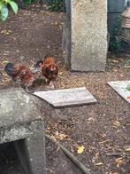 Cochin zijde hoen Haantjes, Dieren en Toebehoren
