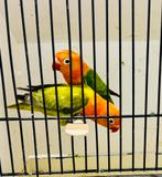 Agapornis koppel, Dieren en Toebehoren, Vogels | Parkieten en Papegaaien, Geringd