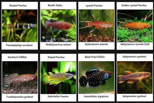 Op zoek naar Belgische Killivissen (hobby)kwekers, Dieren en Toebehoren, Vissen | Aquaria en Toebehoren, Zo goed als nieuw, Ophalen