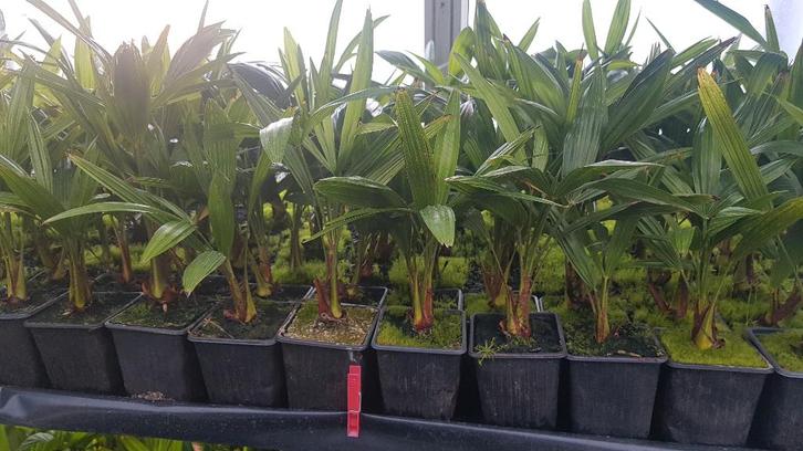 Palmboom fortunei trachycarpus 40cm hoog, Tuin en Terras, Planten | Bomen, Palmboom, Minder dan 100 cm, Ophalen