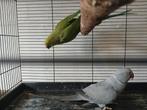 Kweekkoppel halsbandparkieten, Dieren en Toebehoren, Vogels | Parkieten en Papegaaien, Meerdere dieren, Parkiet, Geringd