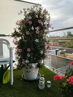 Brazilaanse jasmijn plant bloem, Tuin en Terras, Ophalen