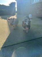 2 gottinger varkentjes 4maand oud, Dieren en Toebehoren, Vrouwelijk, Varken, 0 tot 2 jaar