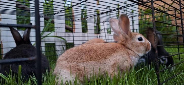 Nestje Klein zilver te koop, Dieren en Toebehoren, Konijnen, Klein