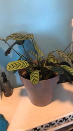 Mooie plant zonder buitenpot, Groene kamerplant, Ophalen, Halfschaduw