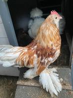 Ukkelse baardkriel Haan, Mâle, Poule ou poulet