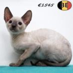 Cornish Rex pups te koop, Meerdere dieren, Gechipt, 0 tot 2 jaar