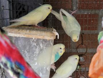 Grasparkieten beschikbaar voor biedingen