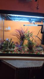 Aquarium 60l met alles op de foto, Dieren en Toebehoren, Ophalen, Zo goed als nieuw