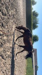 Pony tekoop, Dieren en Toebehoren, Merrie, Zadelmak, Minder dan 160 cm, Springpaard