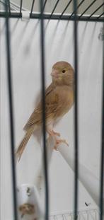 Cage oiseaux canari  femelle 20€, Animaux & Accessoires, Enlèvement ou Envoi