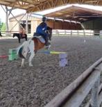 verzorgpony GEZOCHT, Dieren en Toebehoren, E pony (1.48m - 1.57m), Recreatiepony