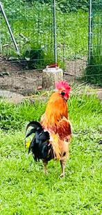 Gratis 4 hanen, Dieren en Toebehoren, Mannelijk, Kip