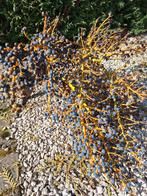 Tros zaad palmboom trachcaepus, Tuin en Terras, Ophalen, Zaad