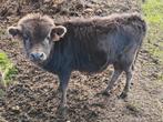 Dahomey Stier 11 maand, Dieren en Toebehoren, Runderen