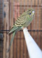 2x donker groen BF, kanssplit blauw., Dieren en Toebehoren, Vogels | Parkieten en Papegaaien, Geslacht onbekend, Parkiet, Geringd