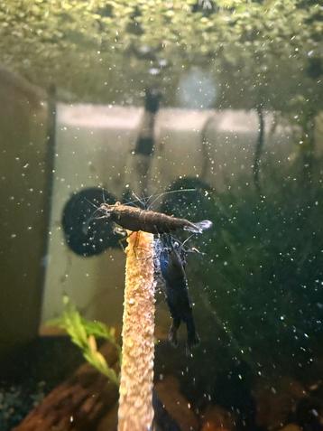*PROMO* green jade neocaridina beschikbaar voor biedingen