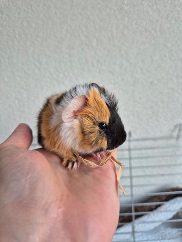Mooie cavia zeugjes te koop!, Plusieurs animaux, Domestique