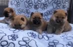 Shiba inu pups, Dieren en Toebehoren, Meerdere, Poolhond, 8 tot 15 weken, Meerdere dieren