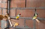 Gouldamadines goulds 2024 -2025, Dieren en Toebehoren, Meerdere dieren, Tropenvogel, Geringd