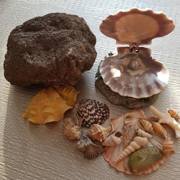 Ensemble pierre de lave et coquillages d'aquarium. beschikbaar voor biedingen