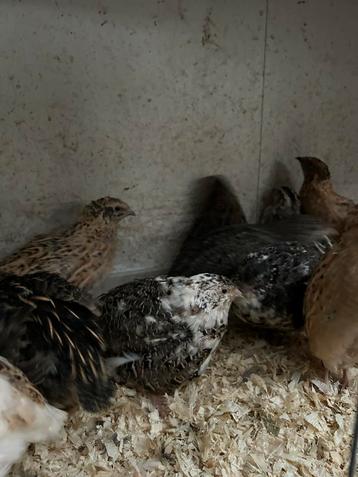 Japanse kwartels in verschillende kleuren beschikbaar voor biedingen