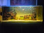 Aquarium met biologische filter 150x50xH60, Gebruikt, Ophalen of Verzenden