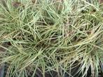 Carex oshimensis 'Evergold', Ophalen, Volle zon, Vaste plant, Siergrassen