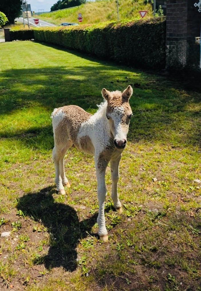 AMHA miniatuur curly paardjes, last van paarden allergie ?, Dieren en Toebehoren, Overige Dieren, Meerdere dieren, Mei