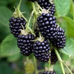 Braam, Tuin en Terras, Ophalen