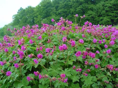 Geranium macrorrhizum, Jardin & Terrasse, Plantes | Jardin, Mi-ombre, Enlèvement ou Envoi