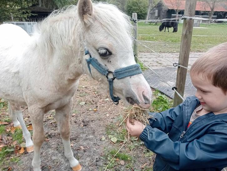 Welsh palomino merrie veulen  🩷, Dieren en Toebehoren, Pony's