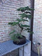 Bonsai collectie, Tuin en Terras, Ophalen